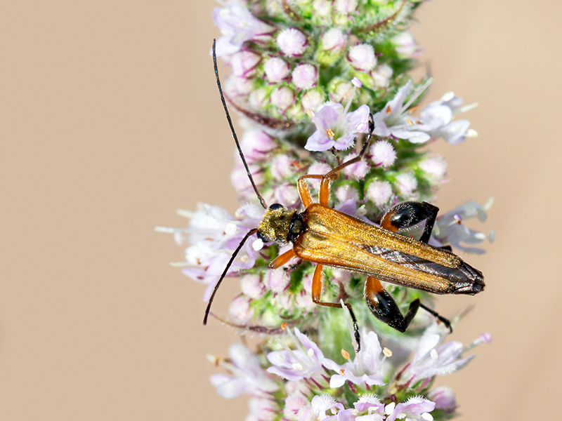 Oedemera podagrariae (Männchen)