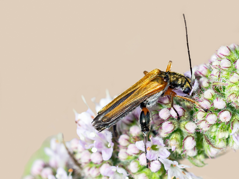 Oedemera podagrariae (Männchen)