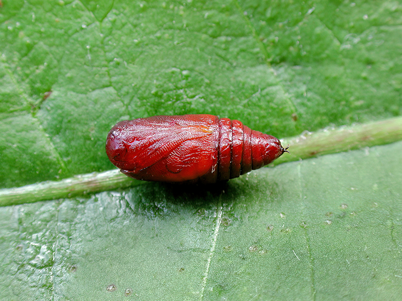 Orthosia cruda (Puppe)