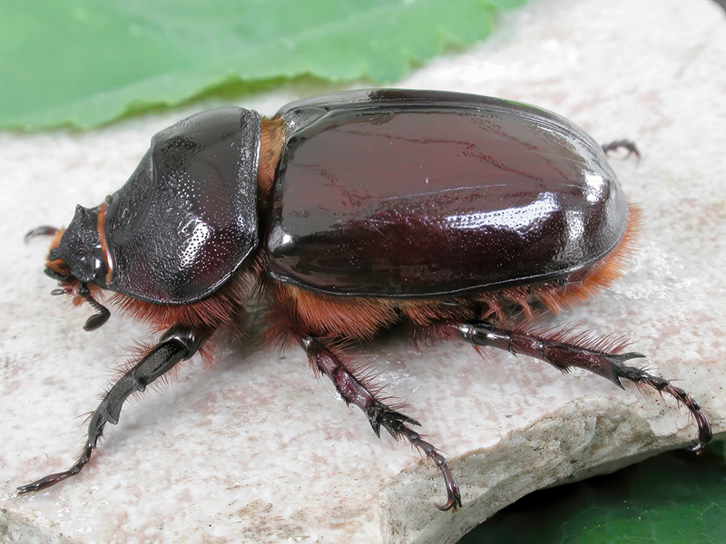Oryctes nasicornis (Weibchen)
