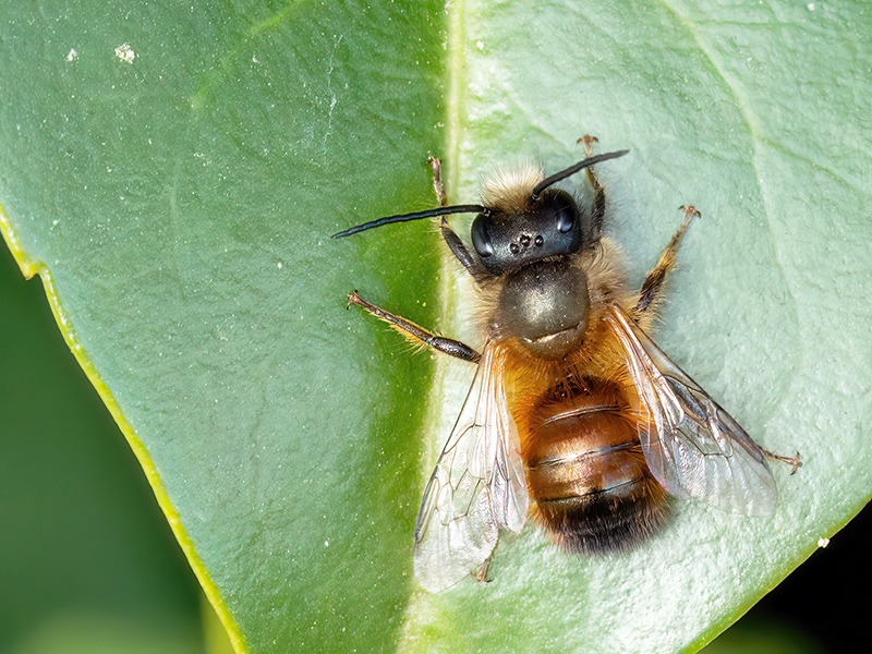 Osmia bicornis (Männchen)