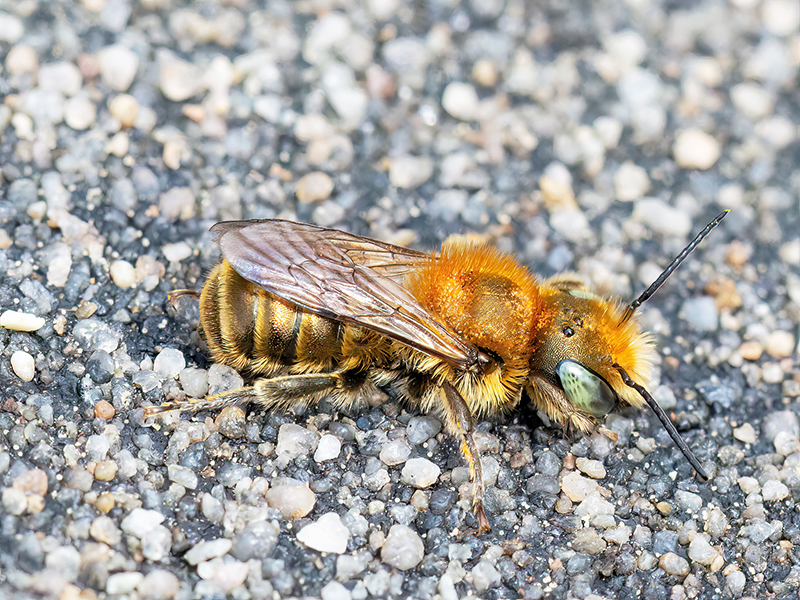 Osmia caerulescens (Männchen)