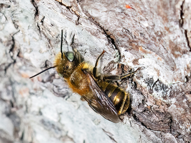 Osmia caerulescens (Männchen)