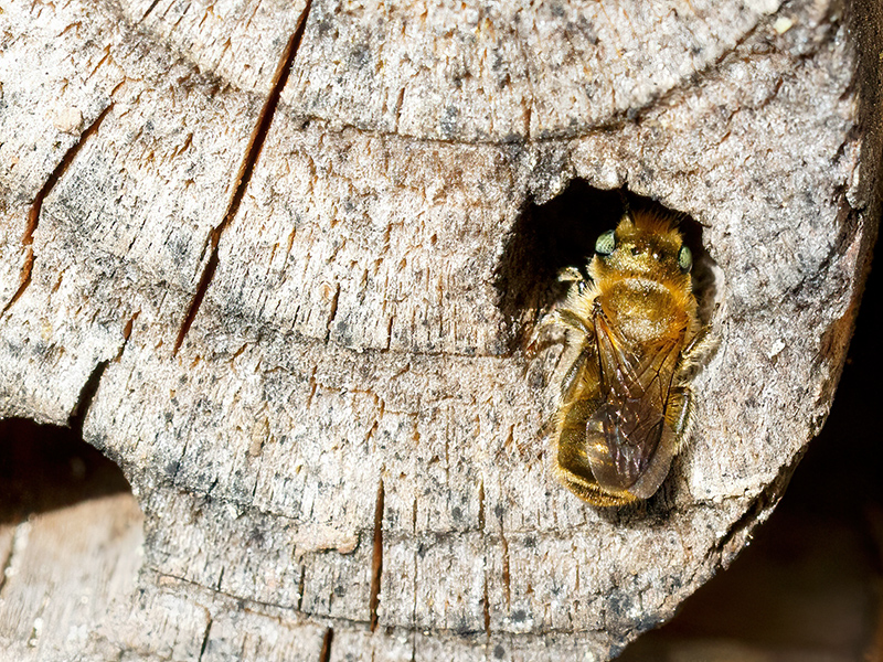 Osmia caerulescens (Männchen)