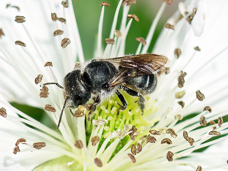 Osmia caerulescens (Weibchen)