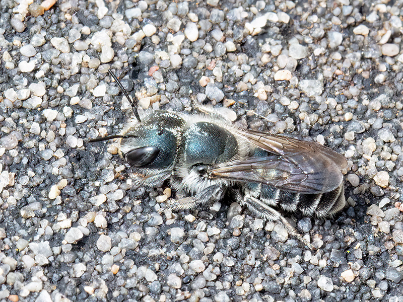 Osmia caerulescens (Weibchen)