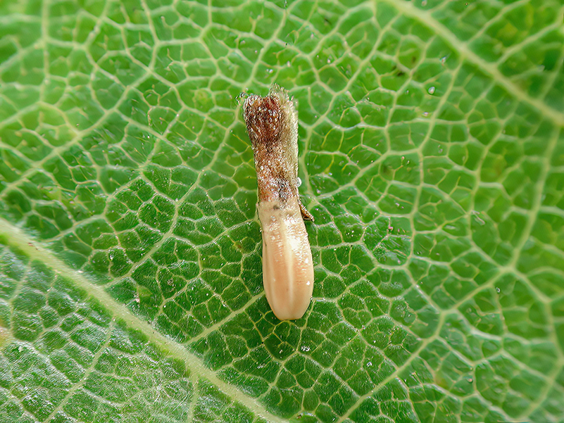 Ozirhincus tanaceti (vergallte Achäne)