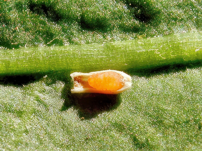 Ozirhincus tanaceti (Larve)