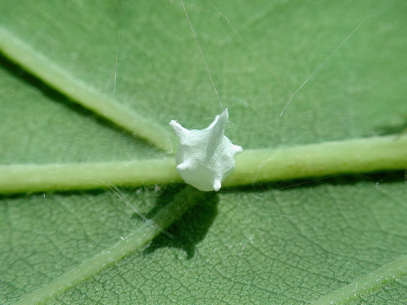 Paidiscura pallens (Kokon)