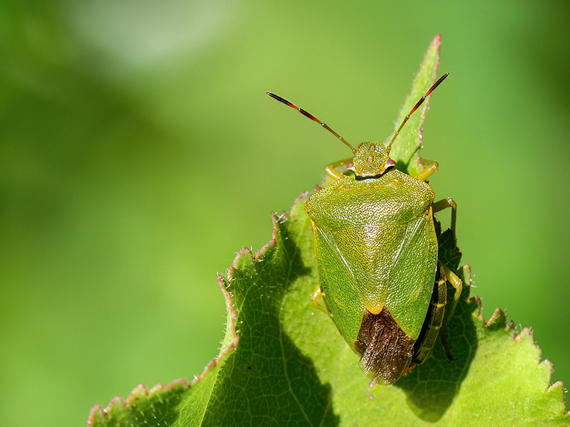 Palomena prasina