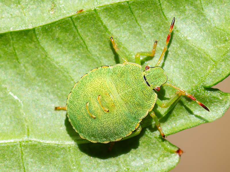 Palomena prasina (4. Larvenstadium)