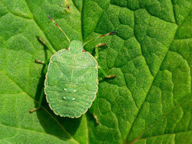 Palomena prasina (5. Larvenstadium)