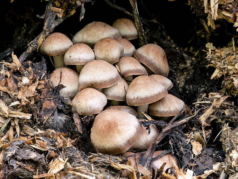 Panaeolus cinctulus