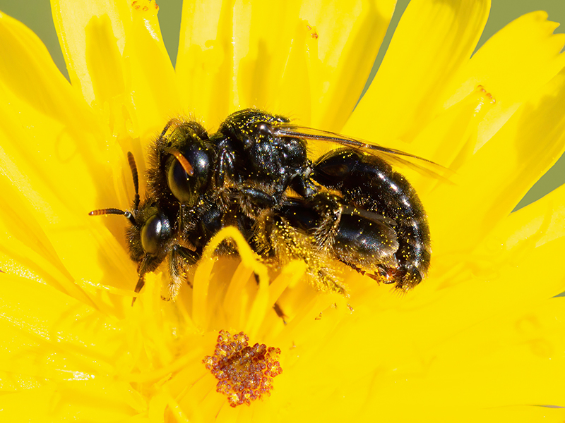 Panurgus calcaratus (Paarung)