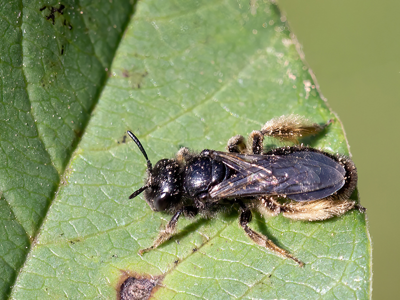 Panurgus calcaratus (Weibchen)