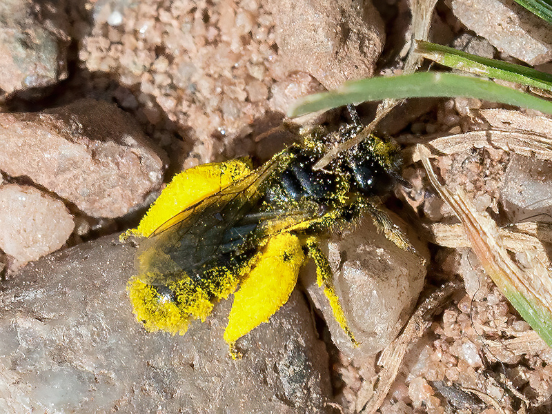 Panurgus calcaratus (Weibchen)
