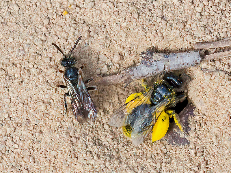 Panurgus calcaratus (Weibchen)