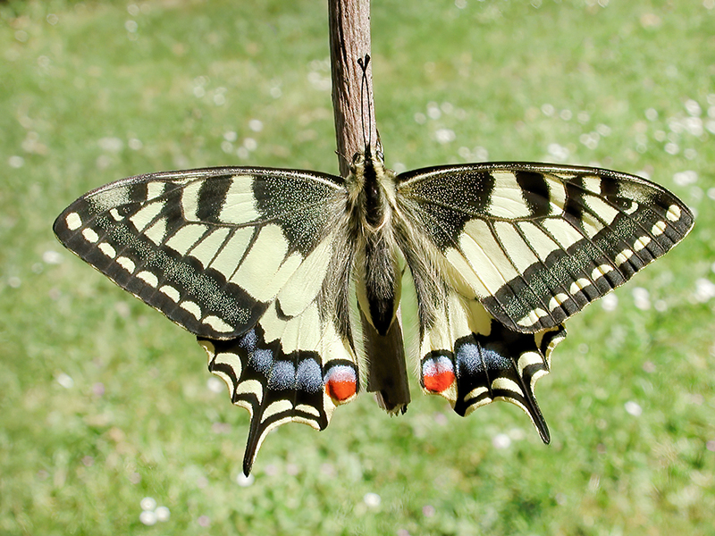 Papilio machaon