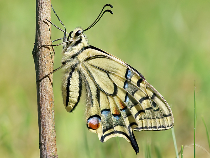 Papilio machaon