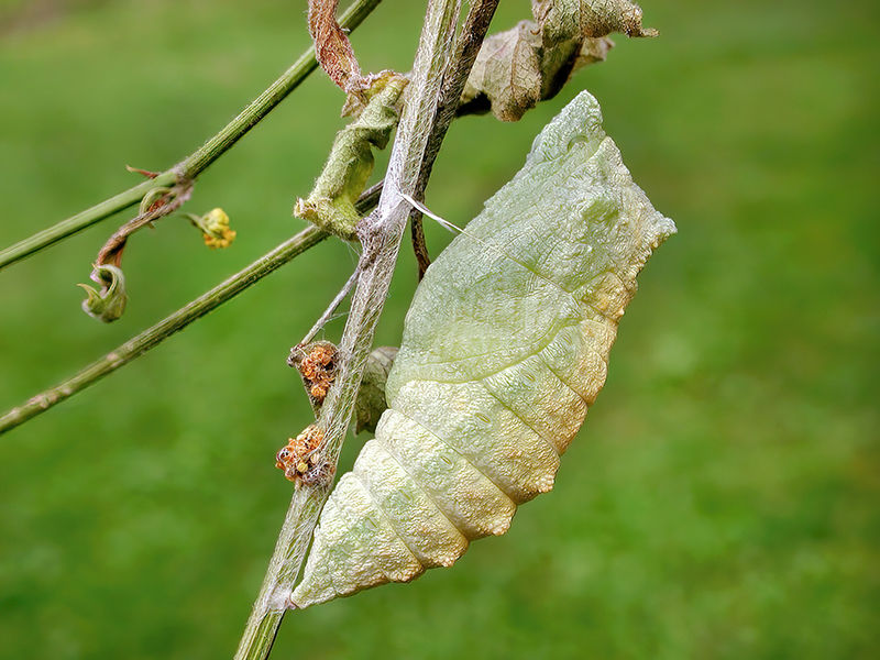 Papilio machaon (Puppe)