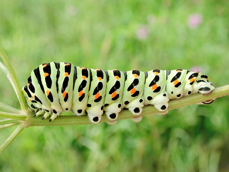 Papilio machaon (Raupe)