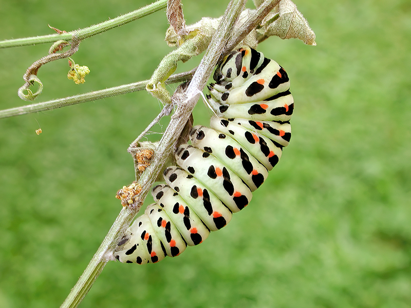 Papilio machaon (Ruhephase)