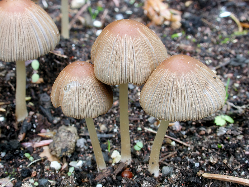 Parasola auricoma