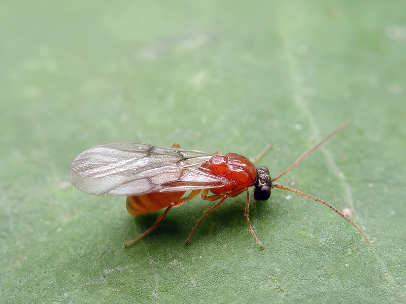 Pediaspis aceris (Männchen)