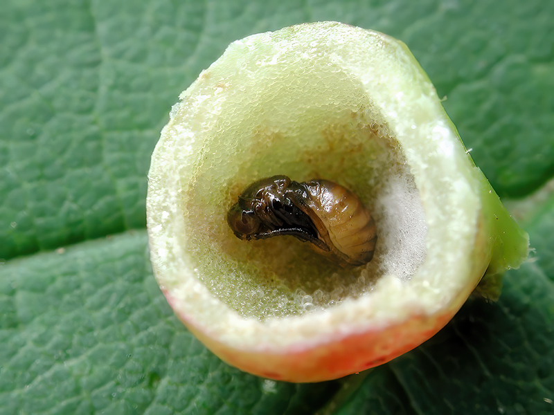 Pediaspis aceris (Puppe)