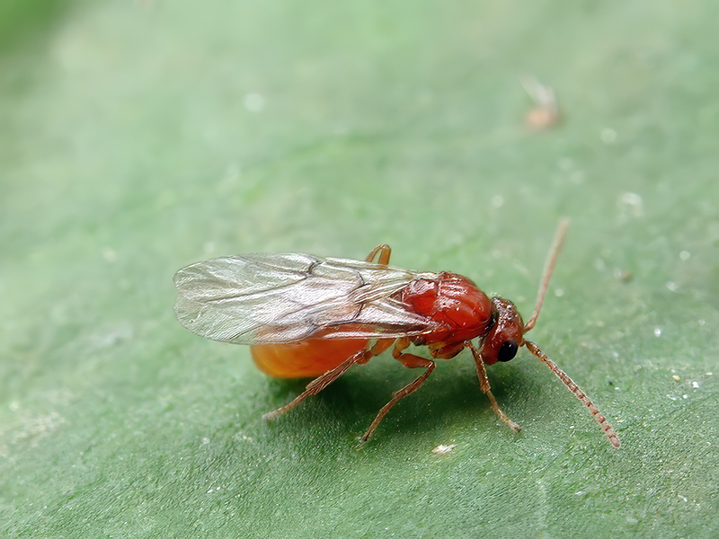 Pediaspis aceris (Weibchen)