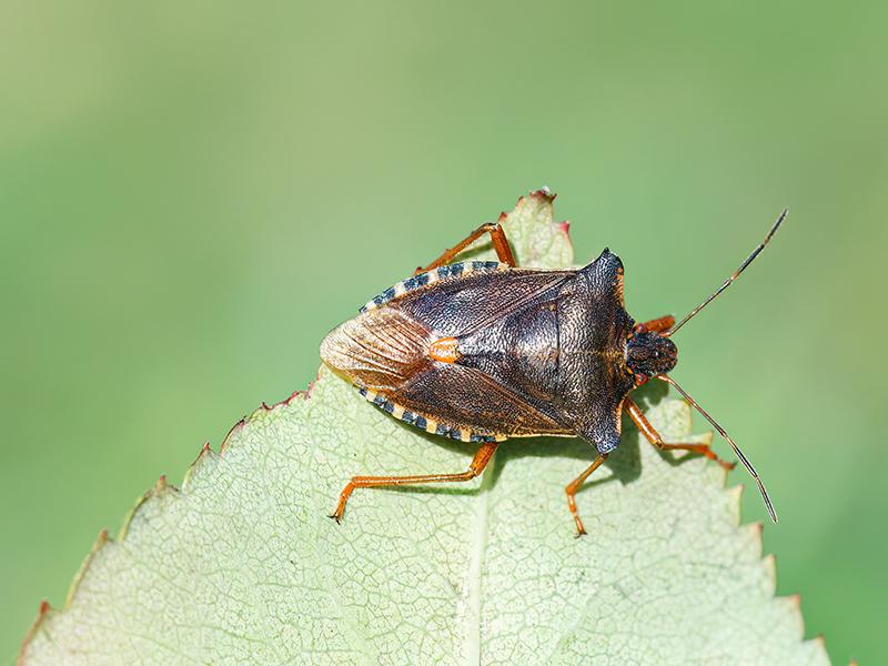 Pentatoma rufipes