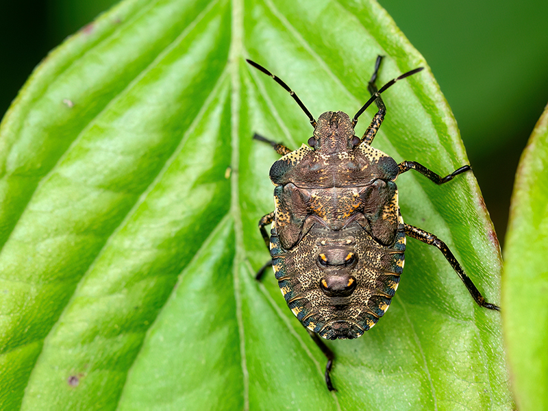 Pentatoma rufipes (Larve)