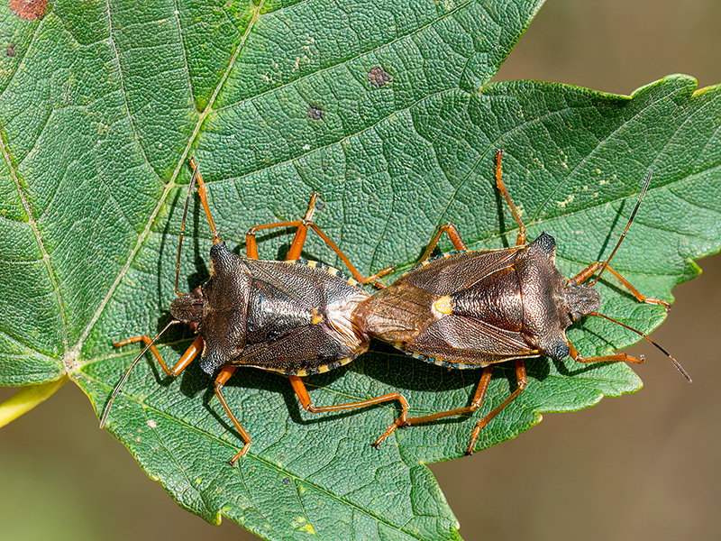 Pentatoma rufipes (Paarung)
