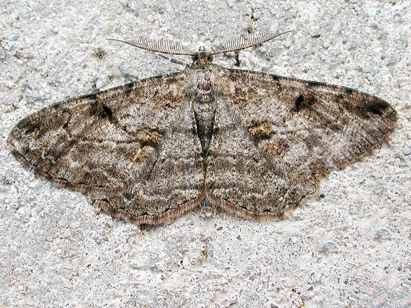 Peribatodes rhomboidaria (Männchen)