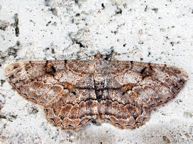 Peribatodes rhomboidaria (Weibchen)