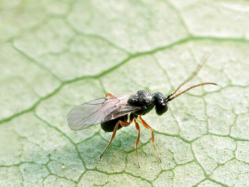 Periclistus brandtii (Männchen)