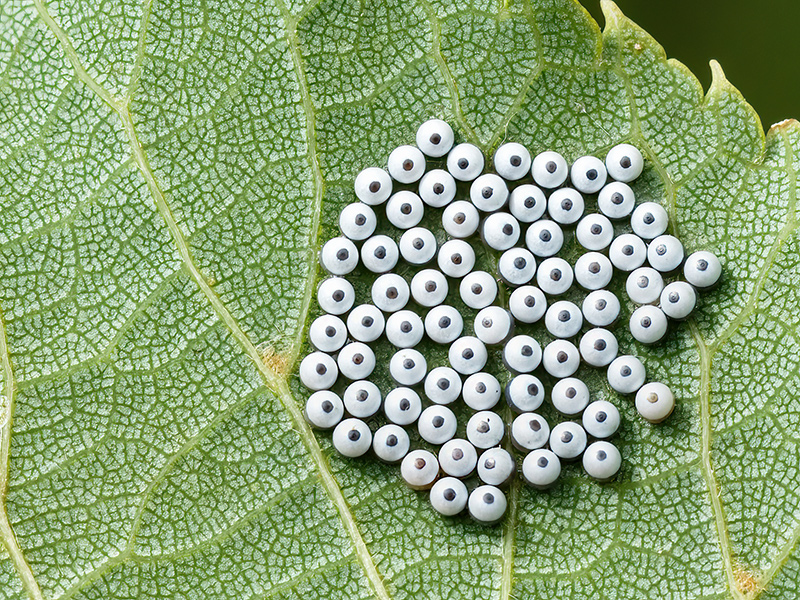 Phalera bucephala (Gelege)