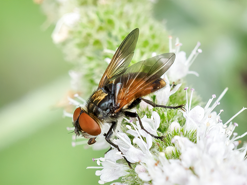 Phasia aurigera (Männchen)