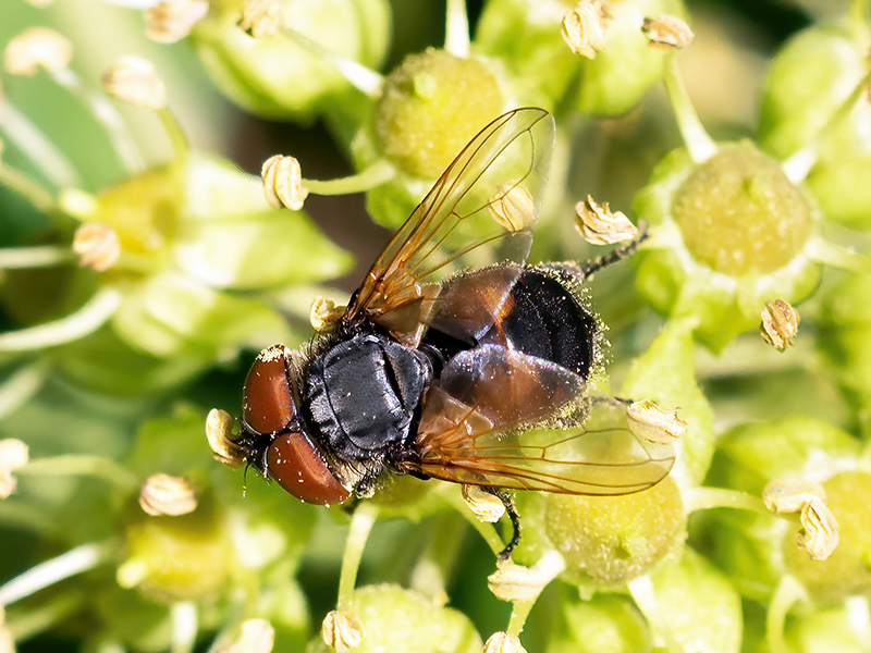 Phasia aurigera (Weibchen)