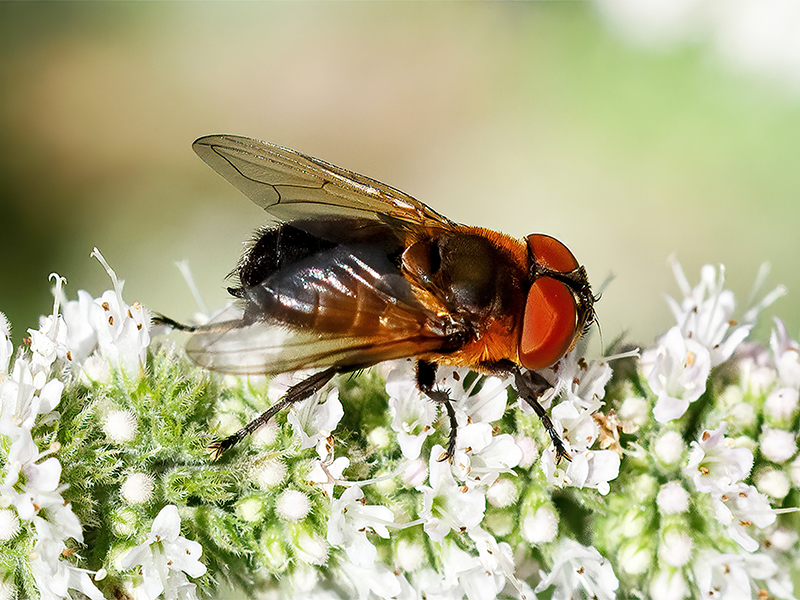 Phasia hemiptera (Weibchen)