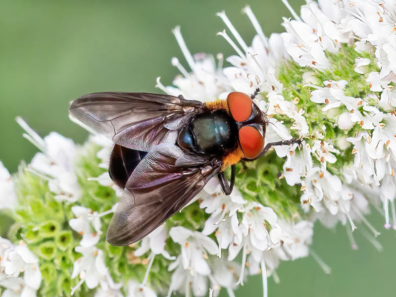 Phasia hemiptera var. obscura (Männchen)