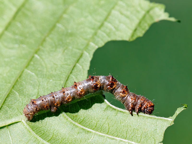 Phigalia pilosaria (Raupe)