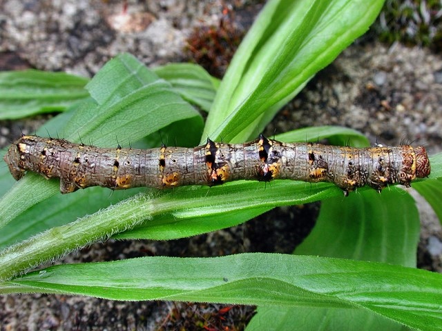 Phigalia pilosaria (Raupe)