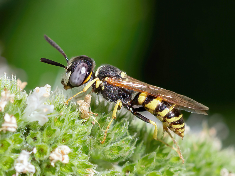 Philanthus triangulum (Männchen)