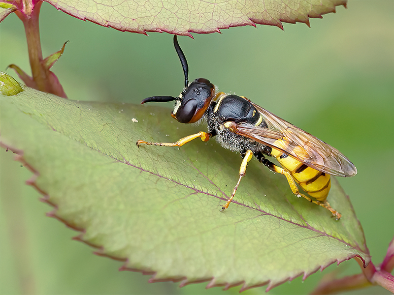 Philanthus triangulum (Weibchen)