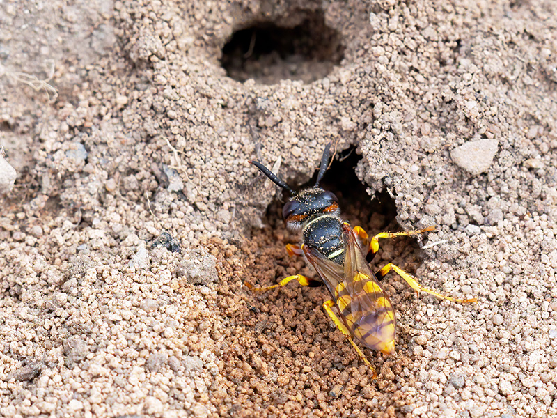 Philanthus triangulum (Weibchen am Bau)