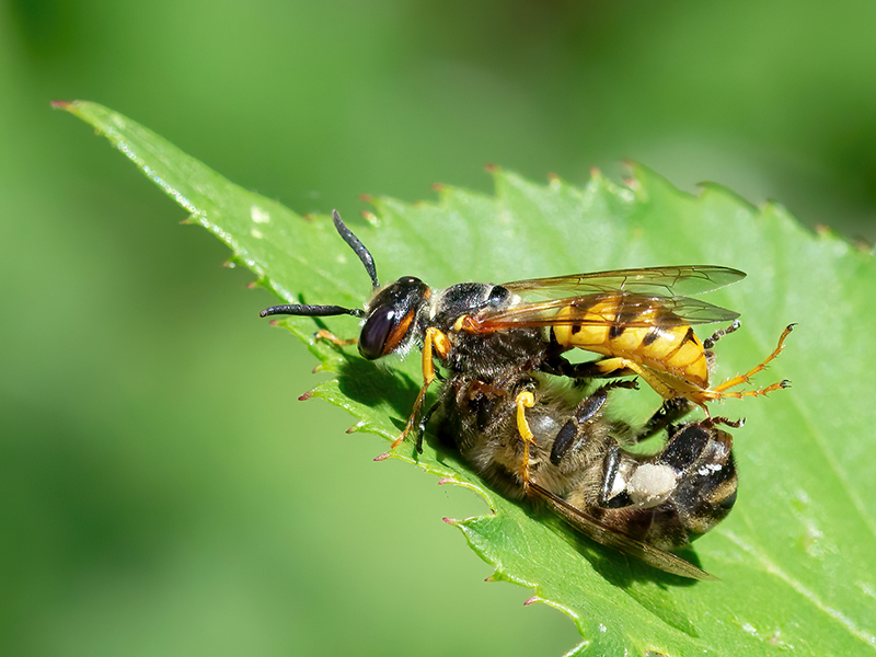 Philanthus triangulum (Weibchen mit Beute)