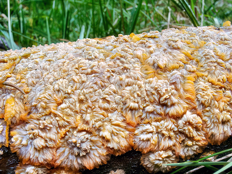 Phlebia radiata