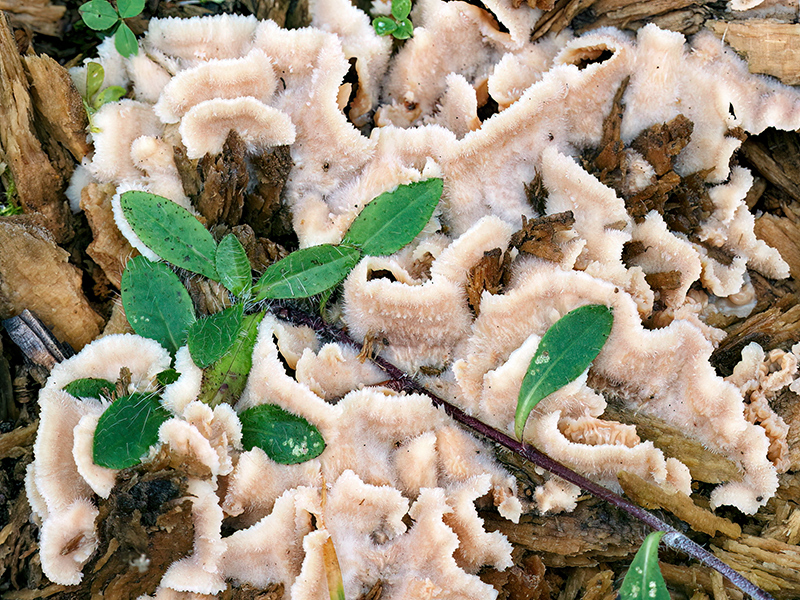 Phlebia tremellosa (an Nadelholz)