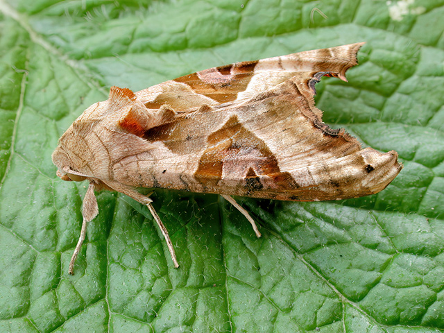 Phlogophora meticulosa